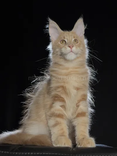 Maine Coon kitten