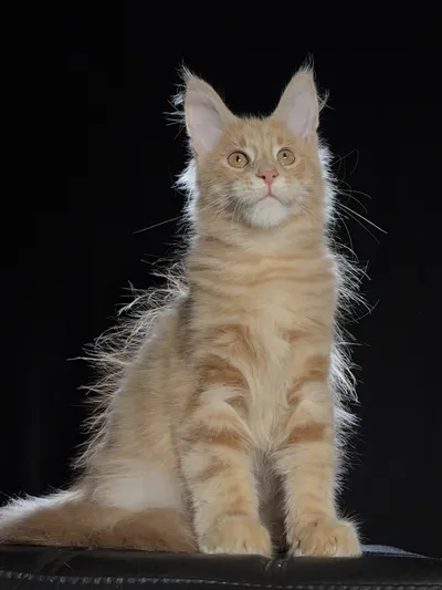 Котенок мейн-кун