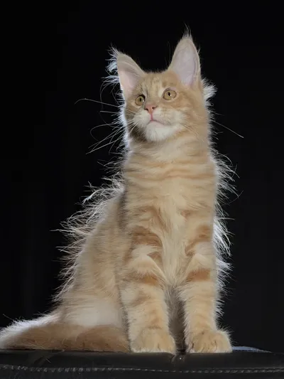 Котенок мейн-кун