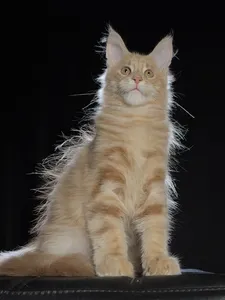 Котенок мейн-кун