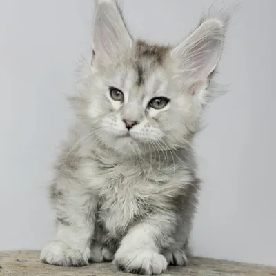 Котенок мейн-кун