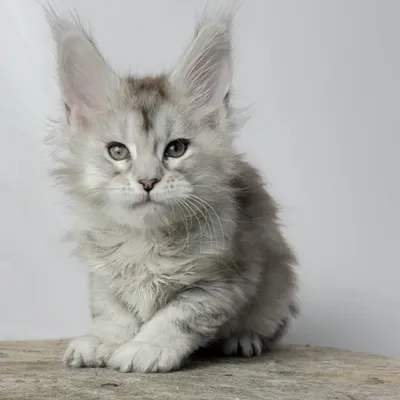 Котенок мейн-кун