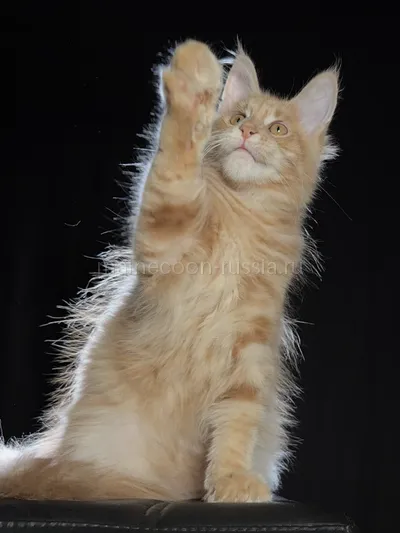 Maine Coon kitten