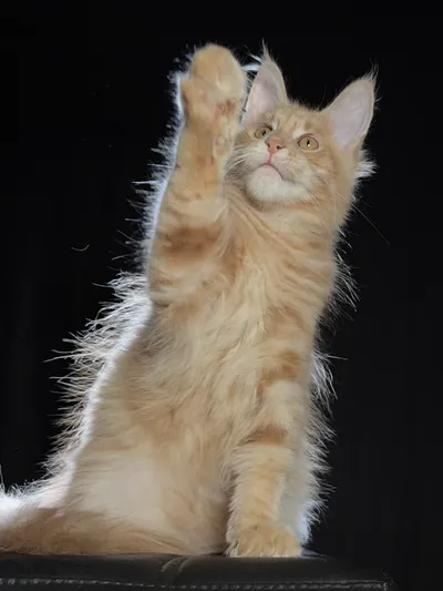 Котенок мейн-кун