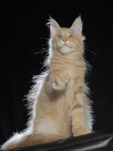 Котенок мейн-кун