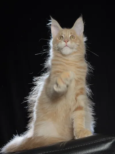 Котенок мейн-кун
