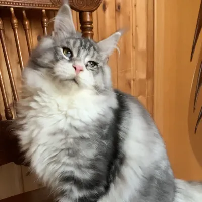 Котенок мейн-кун