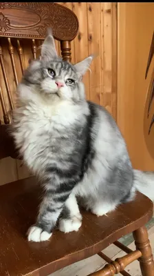 Котенок мейн-кун