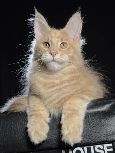 Котенок мейн-кун