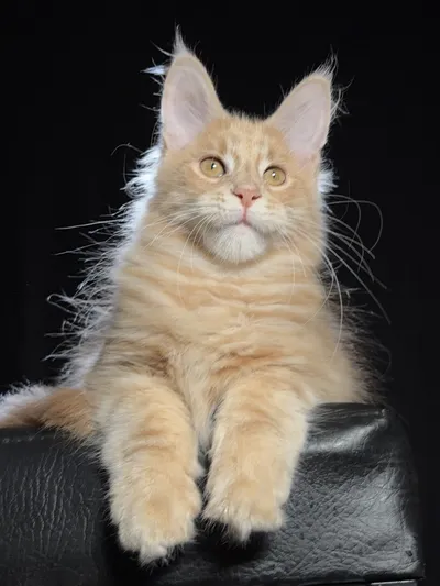 Котенок мейн-кун