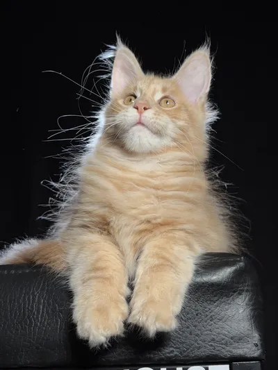 Котенок мейн-кун
