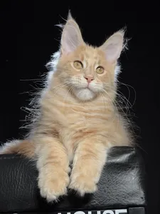 Котенок мейн-кун