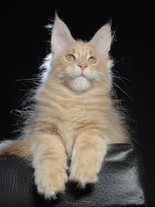 Котенок мейн-кун