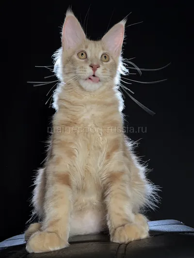 Elvis — Котенок мейн-кун, Кремовый дым MCO es