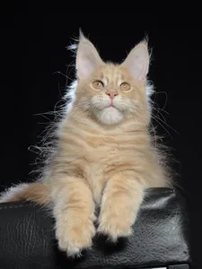 Котенок мейн-кун