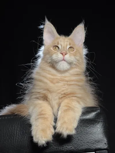 Котенок мейн-кун