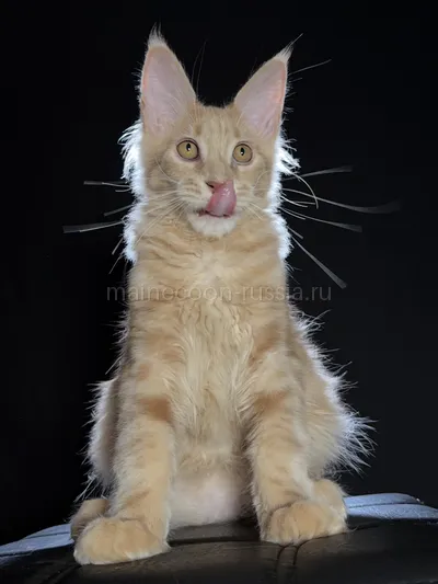 Elvis — Котенок мейн-кун, Кремовый дым MCO es