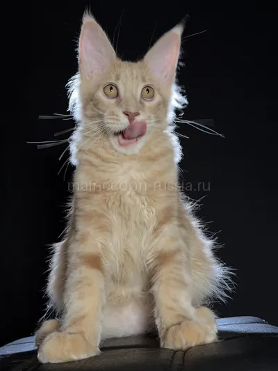 Elvis — Котенок мейн-кун, Кремовый дым MCO es