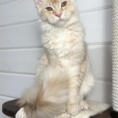 Котенок мейн-кун