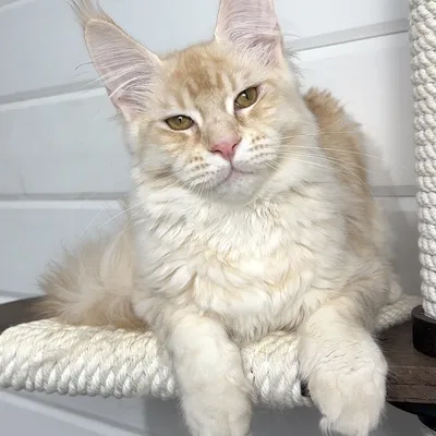 Котенок мейн-кун