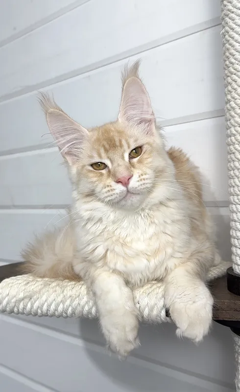 Котенок мейн-кун Красный тикированный  на  серебре MCO ds 25 Мальчик