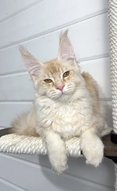 Maine Coon kitten