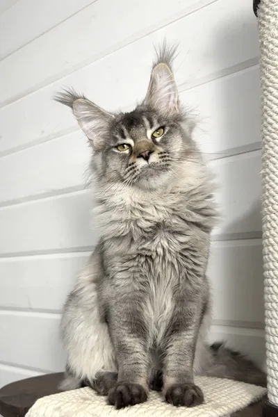 Котенок мейн-кун
