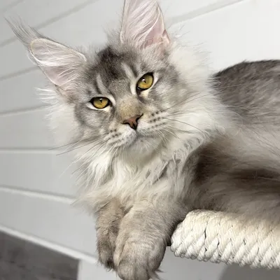 Котенок мейн-кун