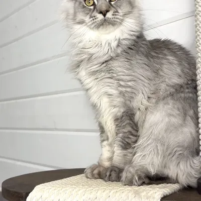 Котенок мейн-кун