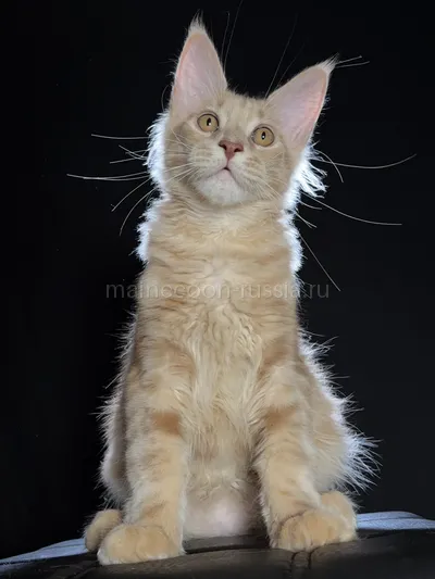 Elvis — Котенок мейн-кун, Кремовый дым MCO es