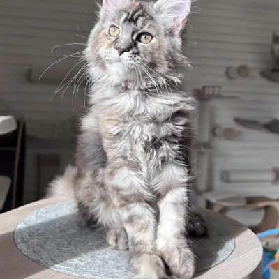 Котенок мейн-кун