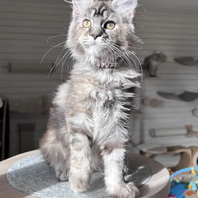 Котенок мейн-кун
