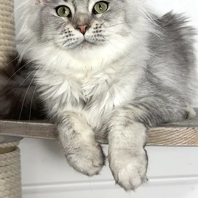 Котенок мейн-кун