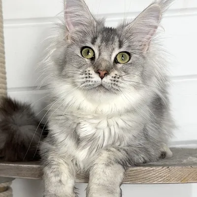 Котенок мейн-кун