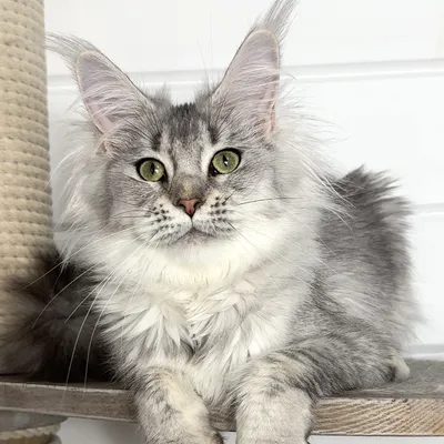 Котенок мейн-кун