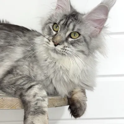 Котенок мейн-кун