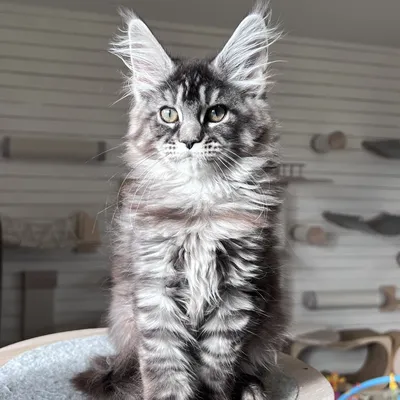 Котенок мейн-кун