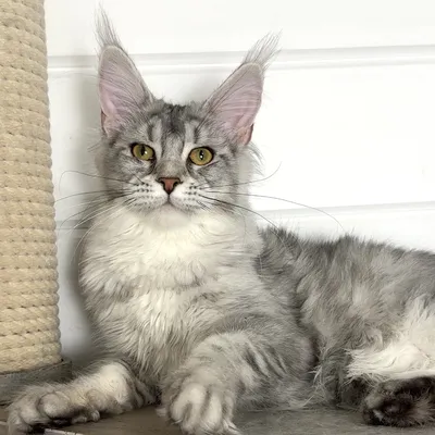 Котенок мейн-кун