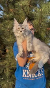 Maine Coon kitten