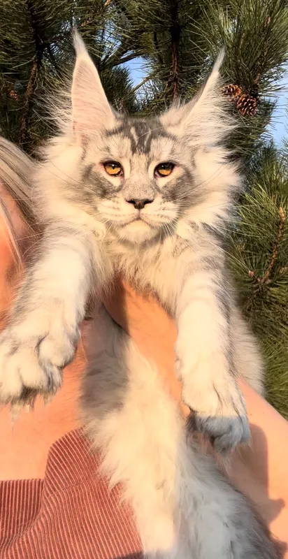 Maine Coon kitten Black Silver marble, rossetes blotched MCO ns 25 Boy