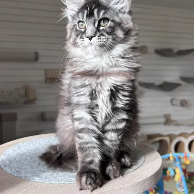 Котенок мейн-кун