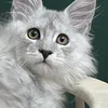 Rocco - photo 1