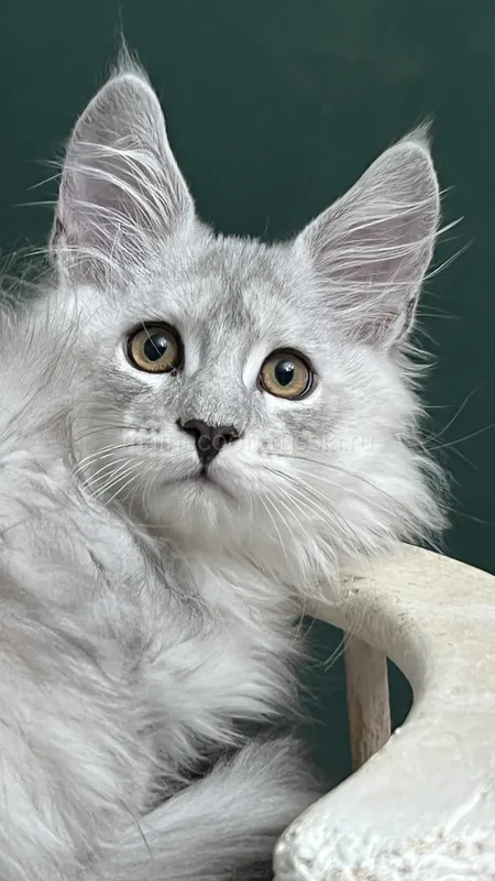 Maine Coon kitten Black Silver Classic Tabby MCO ns 22 Girl