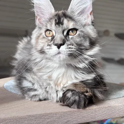 Котенок мейн-кун