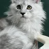 Rocco - photo 2