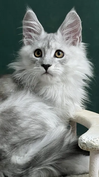 Rocco — Maine Coon kitten, Black Silver Classic Tabby MCO ns 22