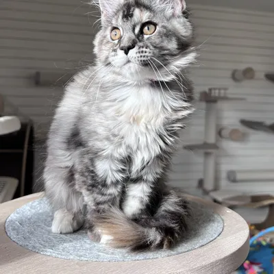 Котенок мейн-кун