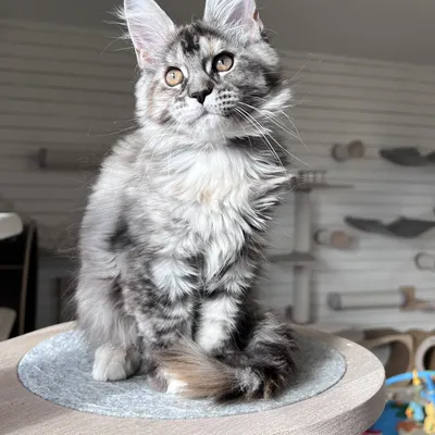 Котенок мейн-кун