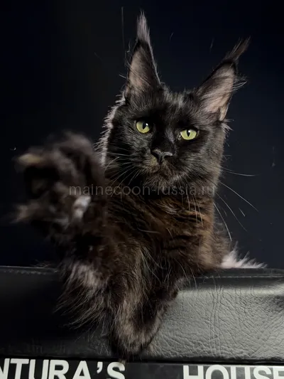 Beverly — Котенок мейн-кун, Черный MCO n