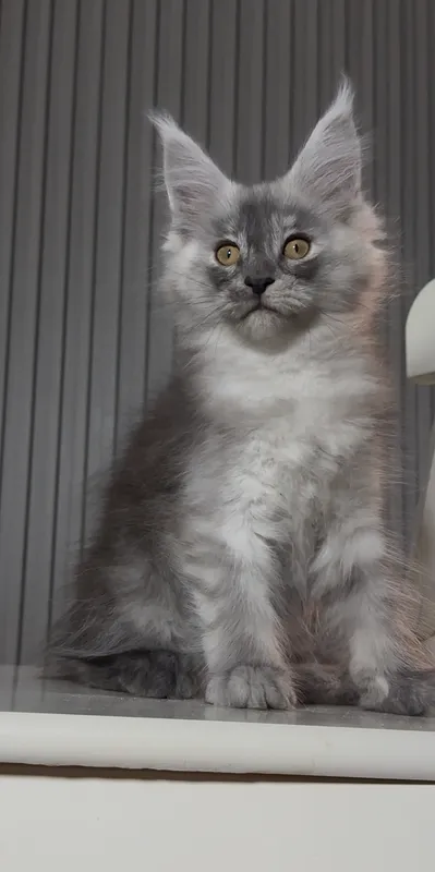 Котенок мейн-кун Черный дым MCO ns  Девочка